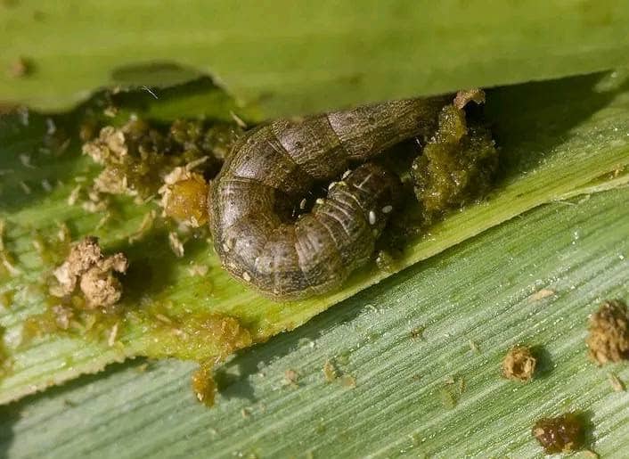 fall armyworm in maize plant