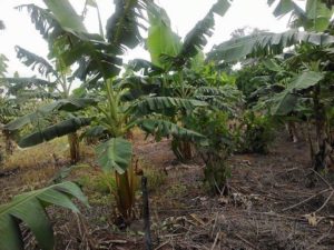 bacterial diseases in plants