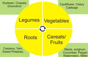crop rotation chart