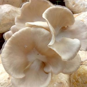 mushroom biofertilizer