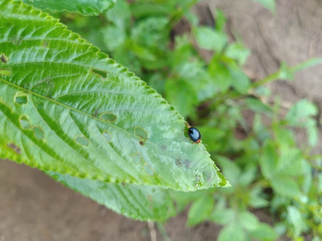homemade insecticide