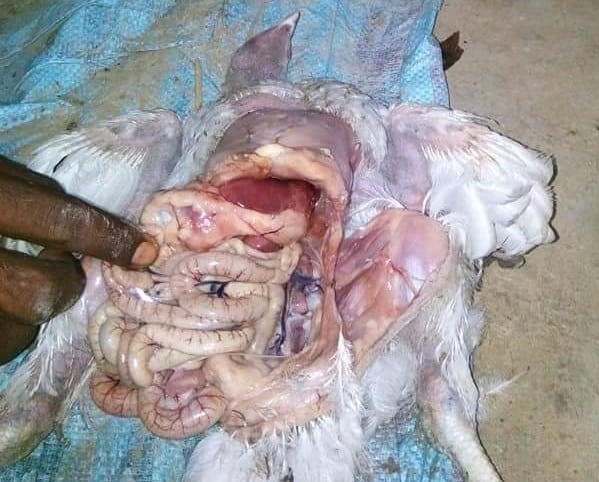 post-mortem of chicken