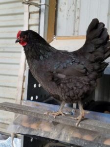 Australorp chicken breeds with picture