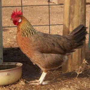 brown leghorn chicken breeds with picture