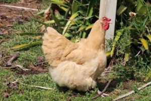 Buff orpington chicken breeds with picture