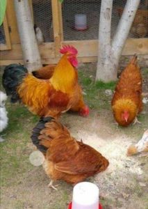new hampshire chicken breeds with picture