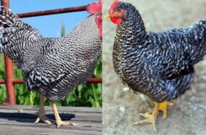 plymouth rock chicken breeds with picture