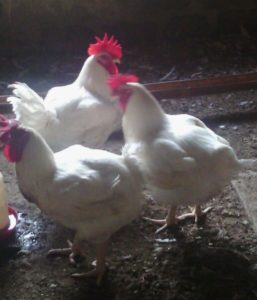  broiler chicken breeds with picture