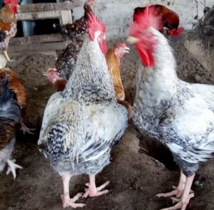 Kuroiler chicken breeds with picture