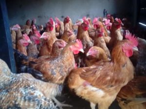 noiler chicken breeds with picture