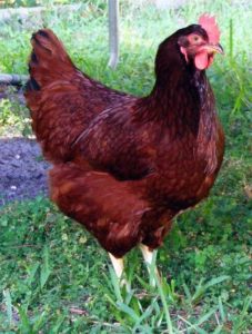 chicken breeds with picture