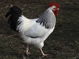 sussex chicken breeds with picture