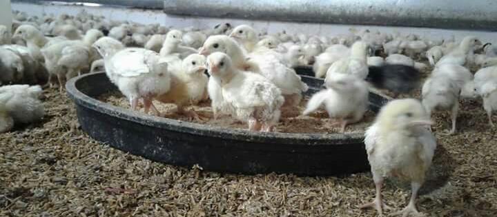 enzymes in poultry feed