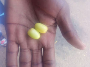 treat malaria using neem seeds