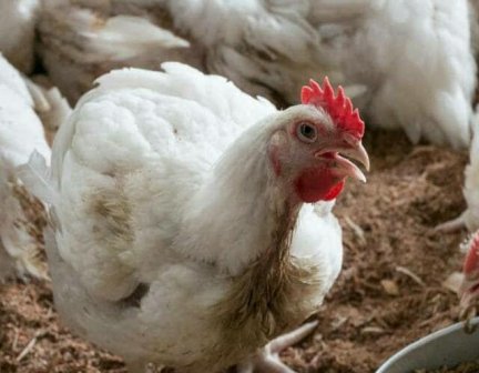 organic antibiotics for chickens