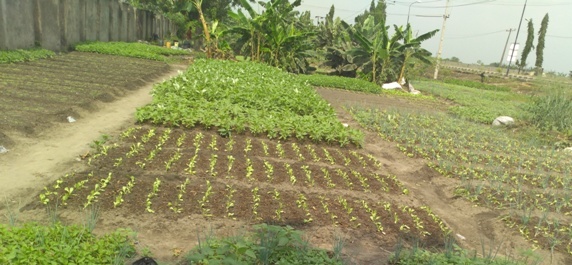 drilling method of planting 