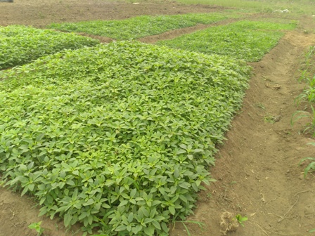 vegetables