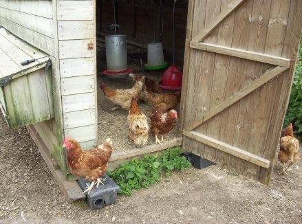 organic poultry farming