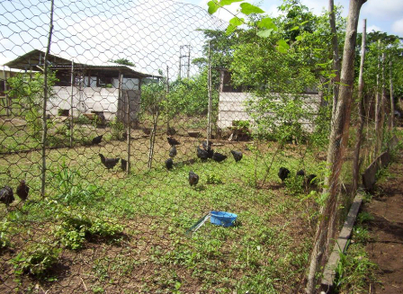 organic poultry farm