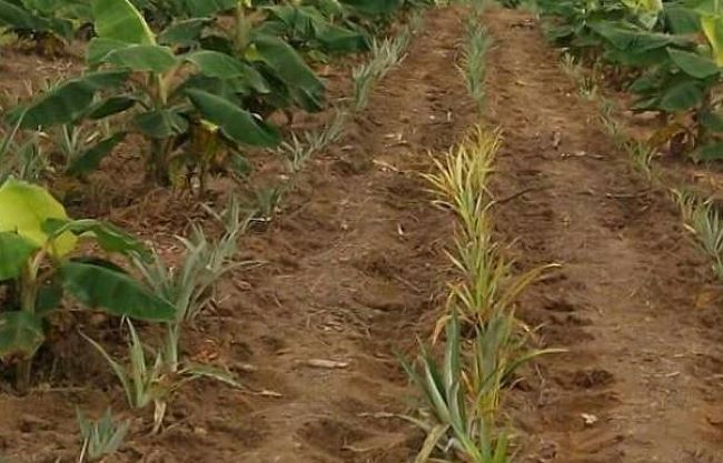 intercropping