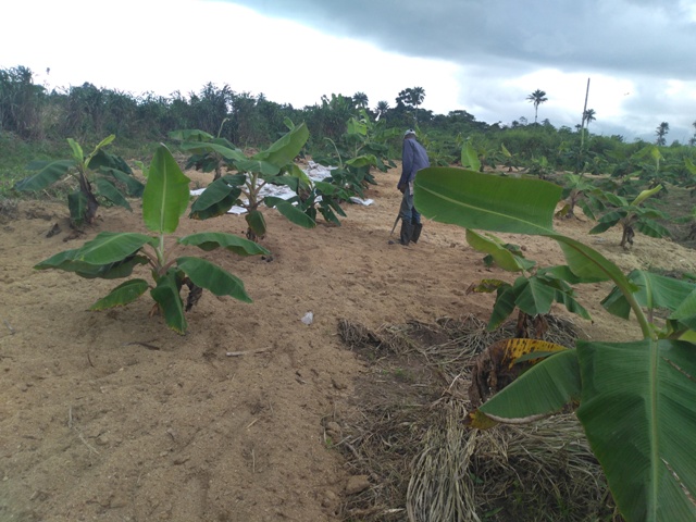 sawdust mulching
