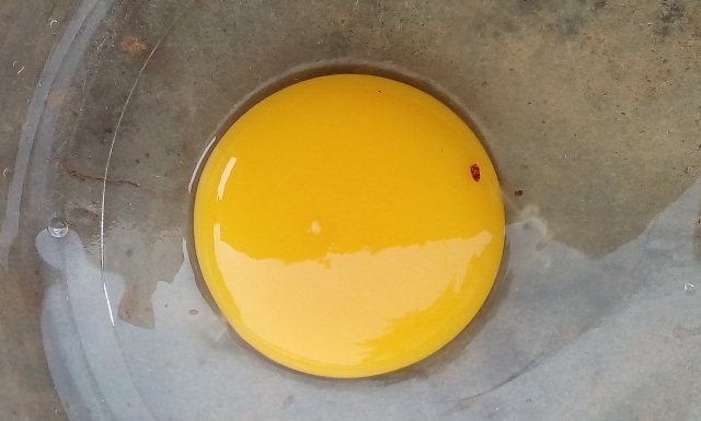 bright yellow yolk