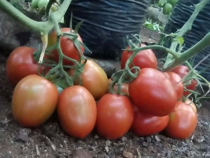 big tomato fruits