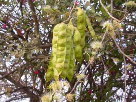 Albrizia anthelmintica plant