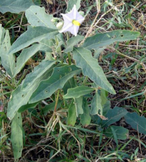 Pramnia maxima plant