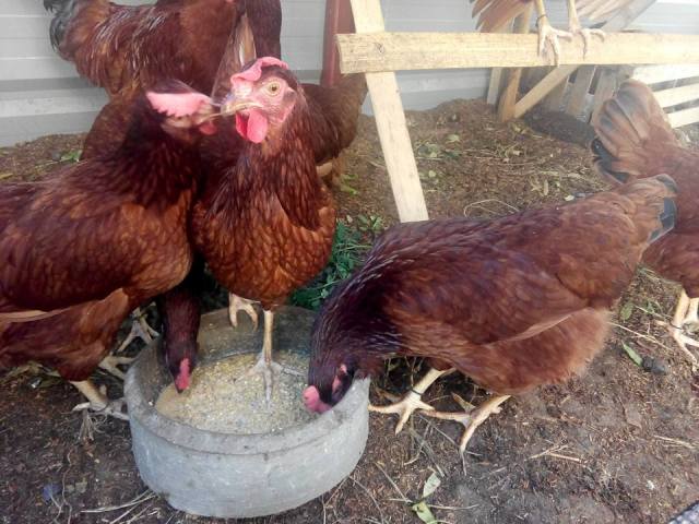 fermentation of feed