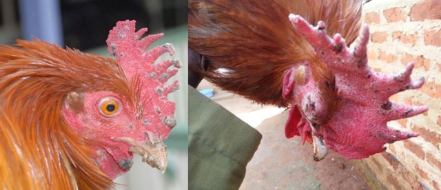 image of fowlpox in chicken