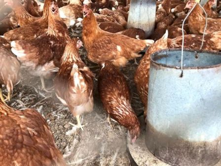Pullet Feeding Guide For Early Laying And Longer Laying Period Justagric