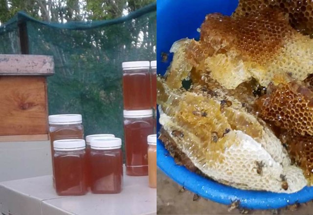 manuka honey