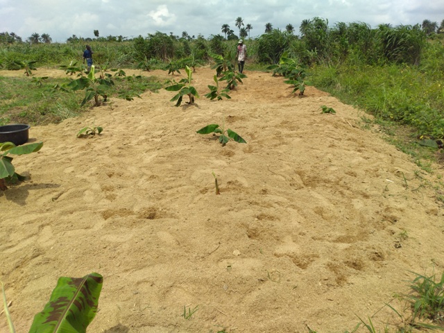 plantain farm with sawdust mulch