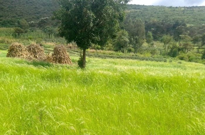 agroforestry