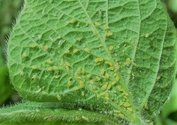 picture of aphids