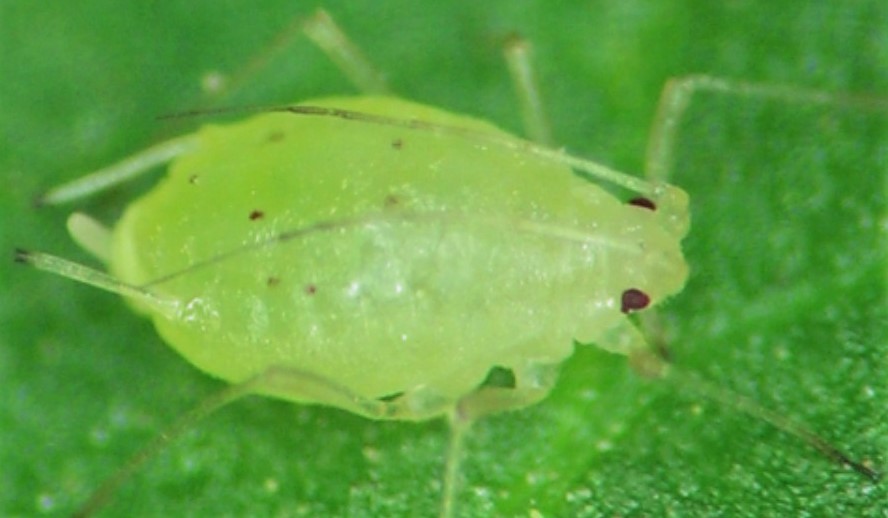 image of aphids