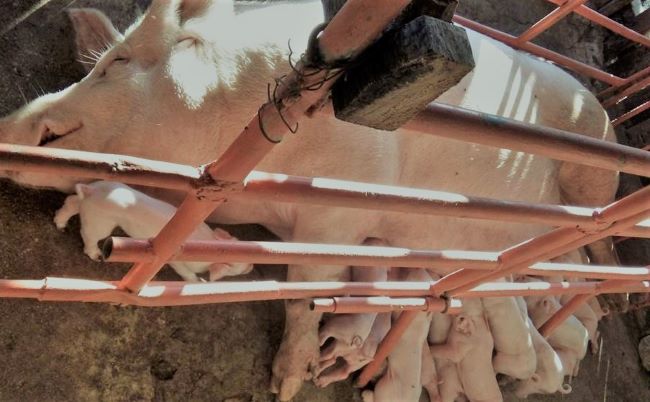 large white sow and piglets