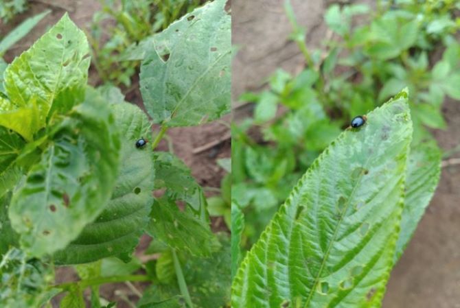 10 Plants That Keep Bugs Away In Gardens & Field - Justagric