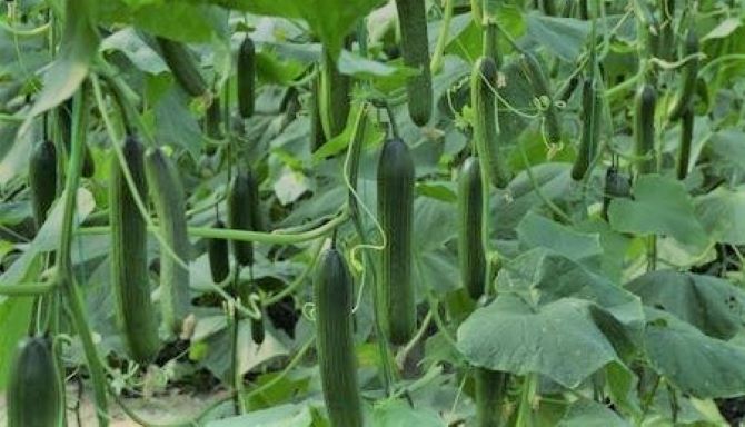 Six (6) Different Types Of Cucumbers With Pictures - Justagric