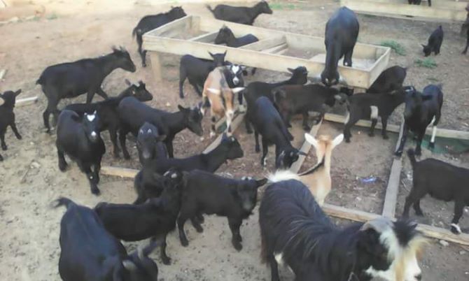 feeding of sheep and goat