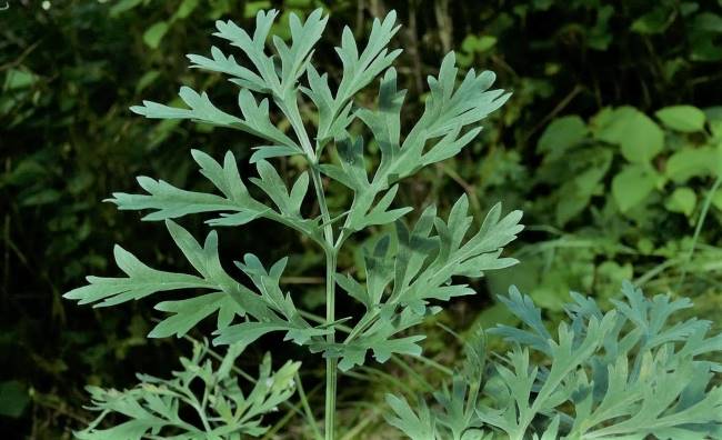 African Traditional Herbs