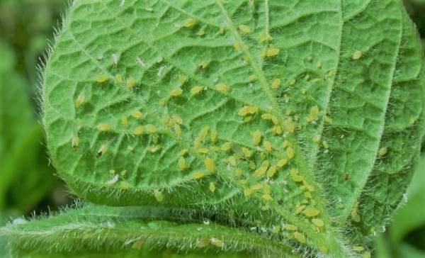 pictures of aphids