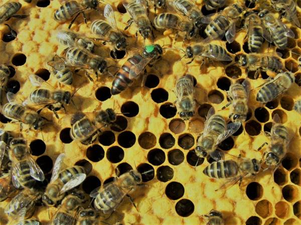 bees
