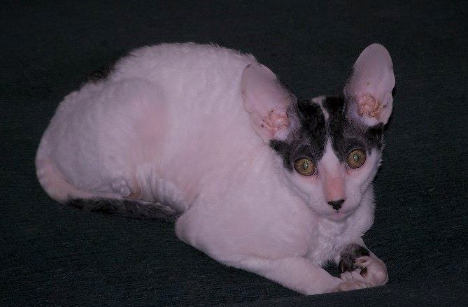 CORNISH REX HYPOALLERGENIC CATS