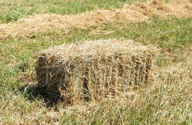 Guide On Selecting The Best Hay For Dairy Cows - Justagric