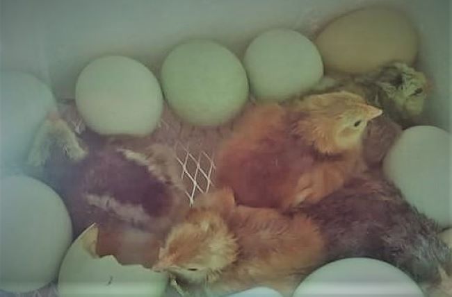 Hatching Chicken Eggs