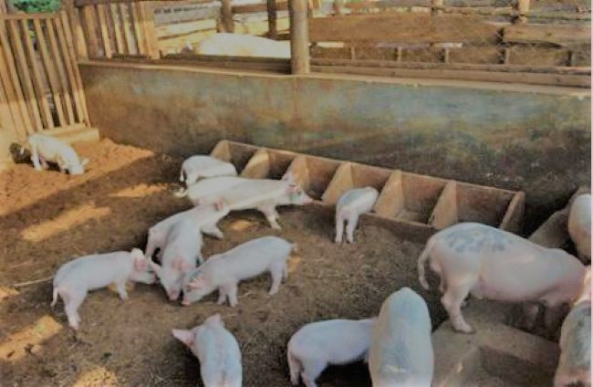best pig feed