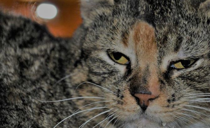 cat aggression towards humans