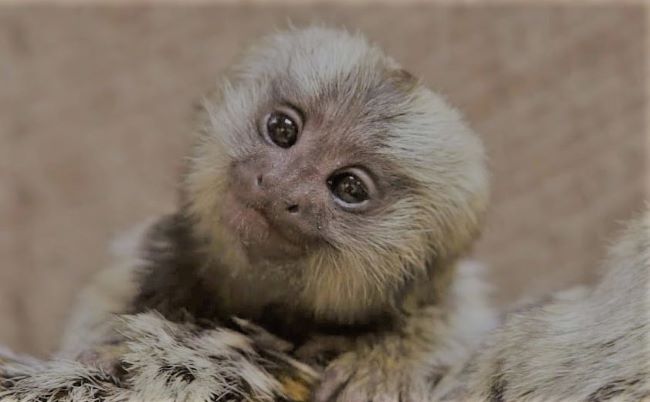 pet monkey for beginners